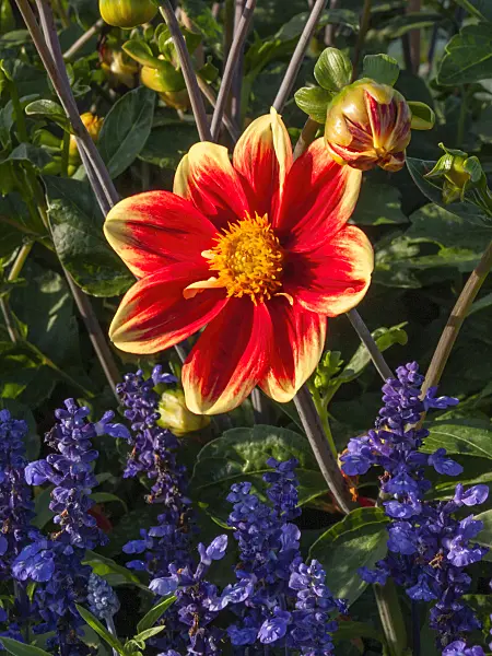 404054 - Dahlia (Dahlia Optimist)