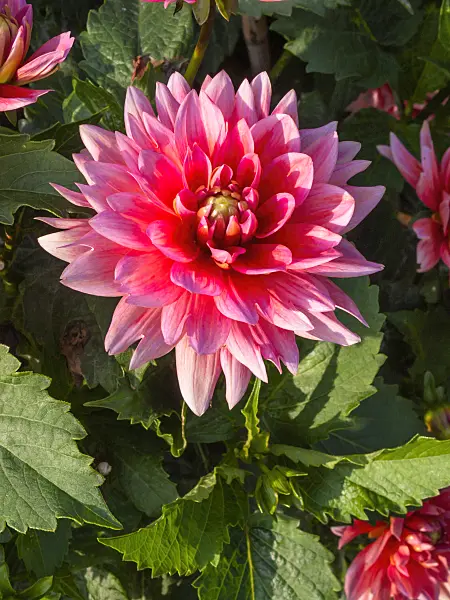 405043 - Dahlia (Dahlia Pink Charm)