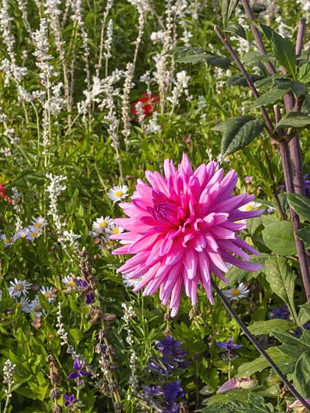 405044 - Dahlia (Dahlia Pink Charm)