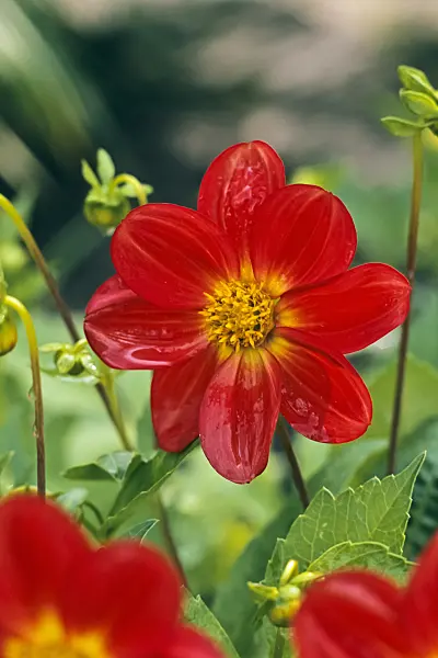 367037 - Dahlia (Dahlia pinnata)