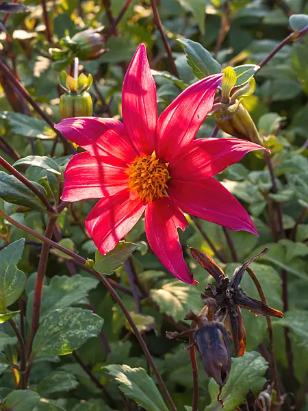 417041 - Dahlia (Dahlia pinnata)