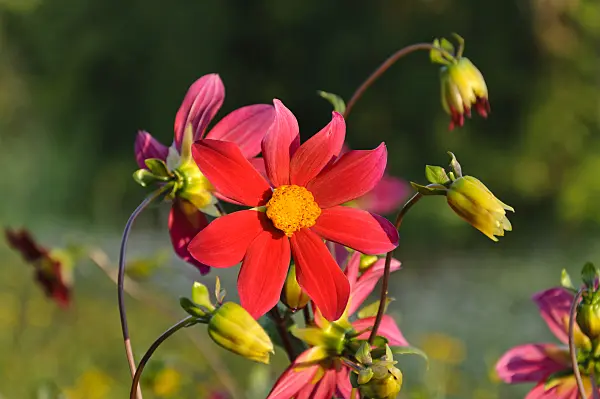 487116 - Dahlia (Dahlia pinnata)