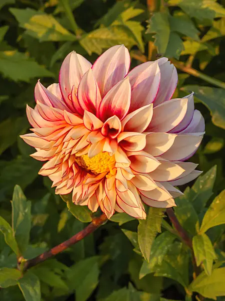 405074 - Dahlia (Dahlia Polka)