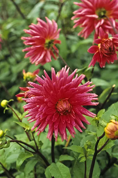 383012 - Dahlia (Dahlia Prefait Demange)
