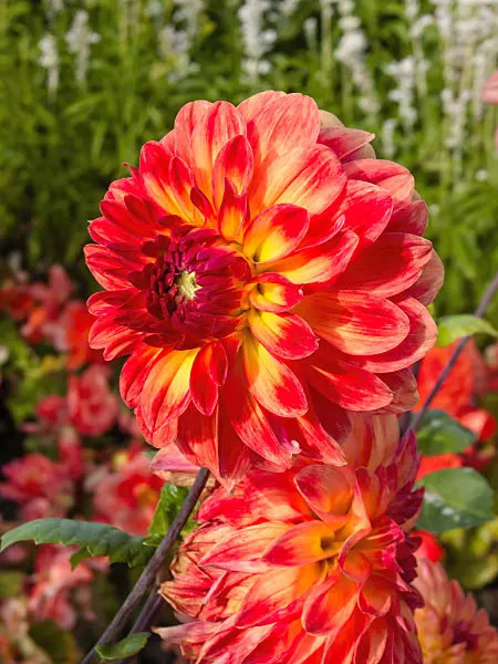 405002 - Dahlia (Dahlia Ramona)