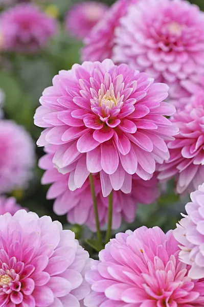 476120 - Dahlia (Dahlia Rembrandt)