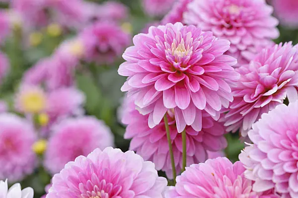 476121 - Dahlia (Dahlia Rembrandt)