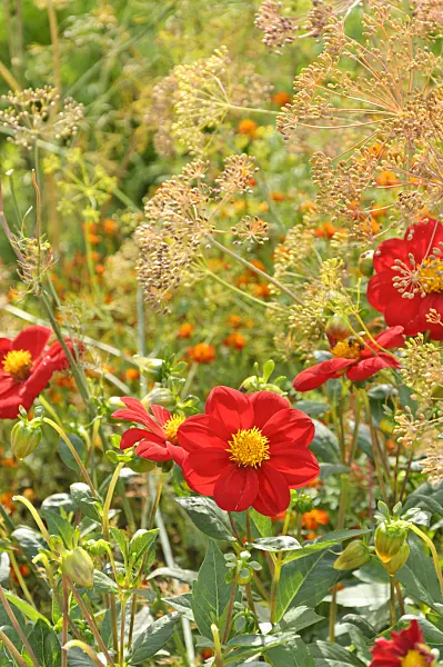 487270 - Dahlia (Dahlia Rotkäppchen) and dill (Anethum graveolens)