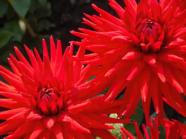 417021 - Dahlia (Dahlia Scarlet Star)