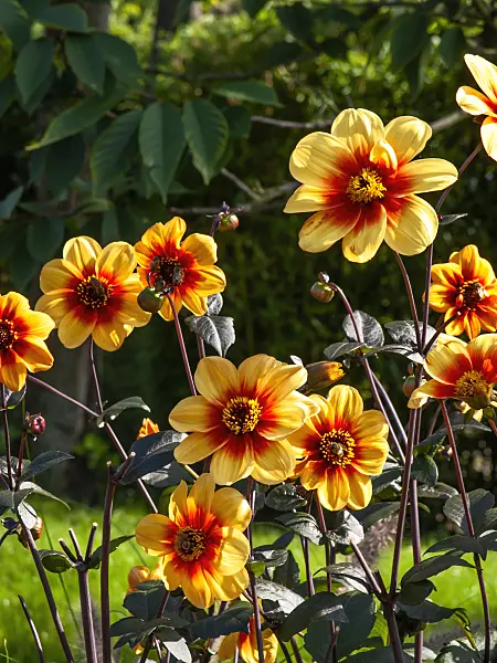 441154 - Dahlia (Dahlia Sunshine)