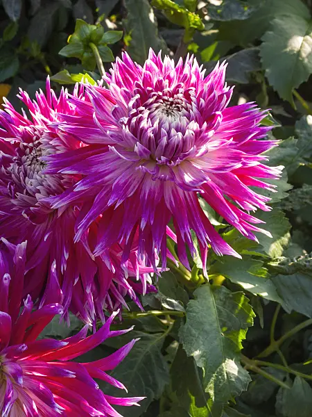 405050 - Dahlia (Dahlia Vancouver)