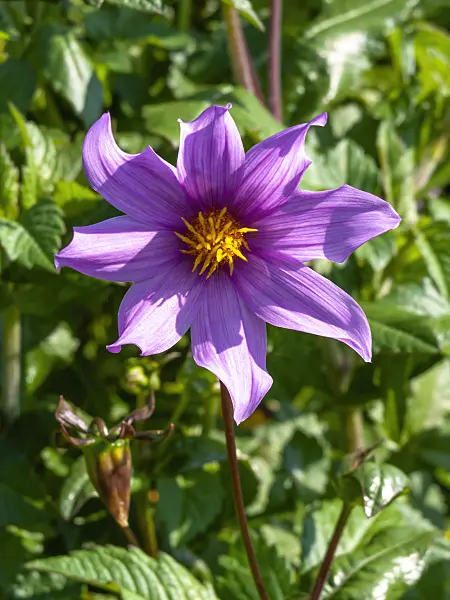 441169 - Dahlia de L'Australie (Dahlia australis)