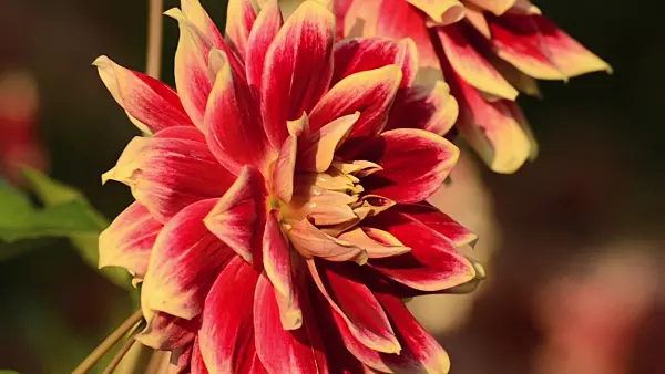 500169 - Dahlia décoratif (Dahlia Dutch Carneval)