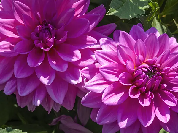 417005 - Dahlia décoratif (Dahlia Erika Krause)