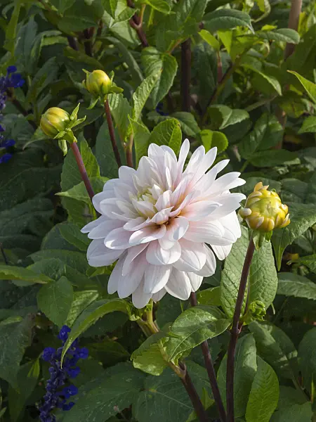 405005 - Dahlia décoratif (Dahlia Silver Years)