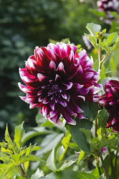 488010 - Dahlia décoratif (Dahlia Tartan)