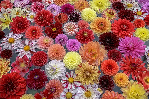 575079 - Dahlia flowers in the water