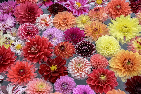 575080 - Dahlia flowers in the water