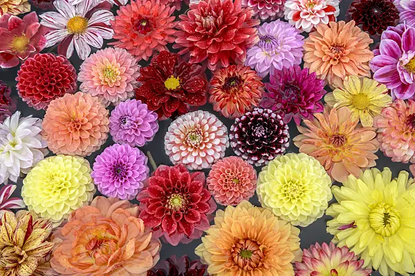 575081 - Dahlia flowers in the water