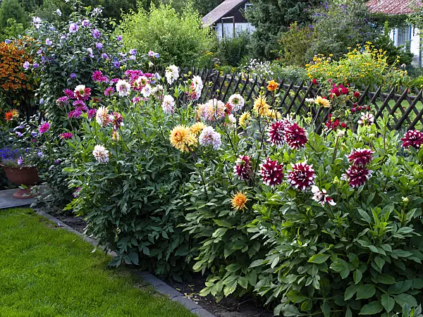 463147 - Dahlia garden
