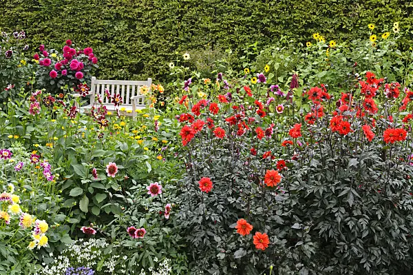 475176 - Dahlia garden
