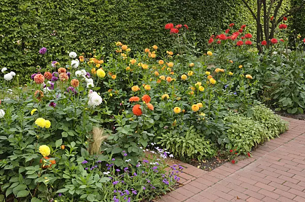476107 - Dahlia garden
