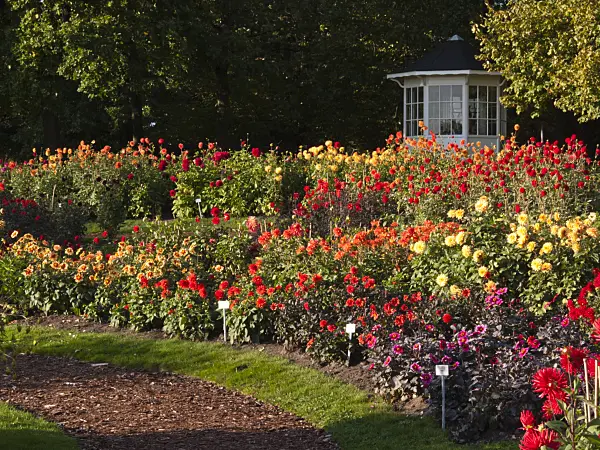 418060 - Dahlia garden, Britzer Garten, Berlin, Germany