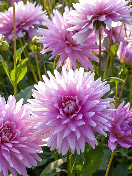 441185 - Dahlia semi-cactus (Dahlia Alexander von Humboldt)