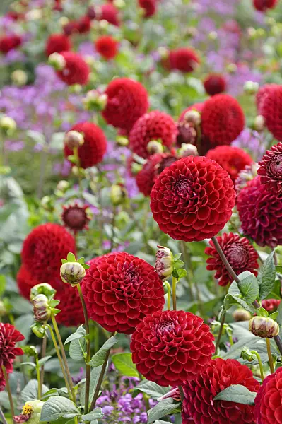 489001 - Dahlias (Dahlia)