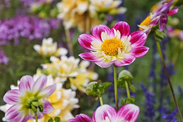 489002 - Dahlias (Dahlia)