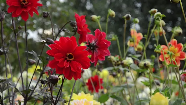 499148 - Dahlias (Dahlia)