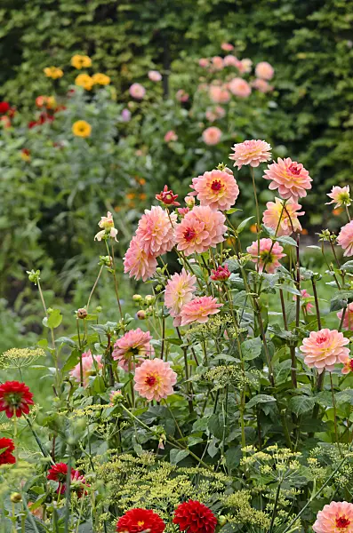 573042 - Dahlias (Dahlia)