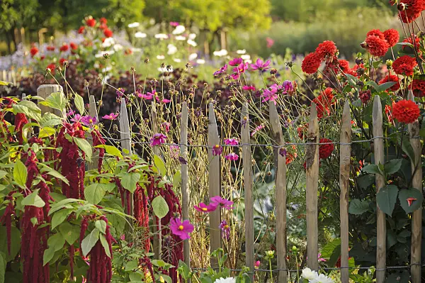 517104 - Dahlias (Dahlia) and amaranths (Amaranthus)