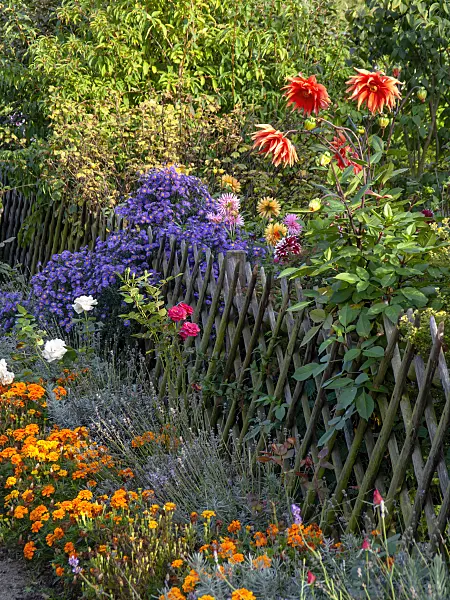 442024 - Dahlias (Dahlia), asters (Aster) et tagètes (Tagetes)