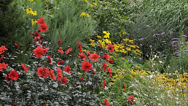 511352 - Dahlias (Dahlia), cone flowers (Rudbeckia), butterfly gaura (Gaura lindheimeri) and purpletop vervain (Verbena bonariensis)