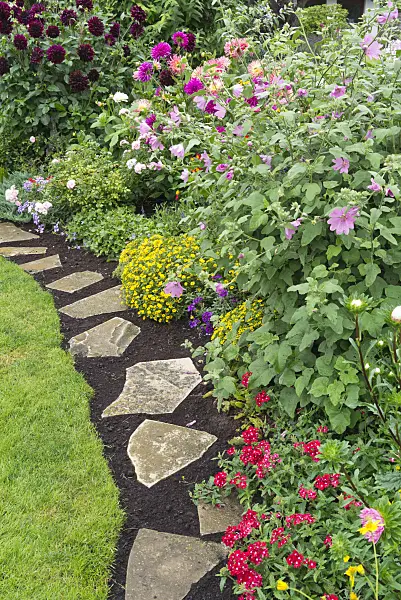 559112 - Dahlias (Dahlia), creeping zinnias (Sanvitalia), mallows (Malva) and vervains (Verbena)
