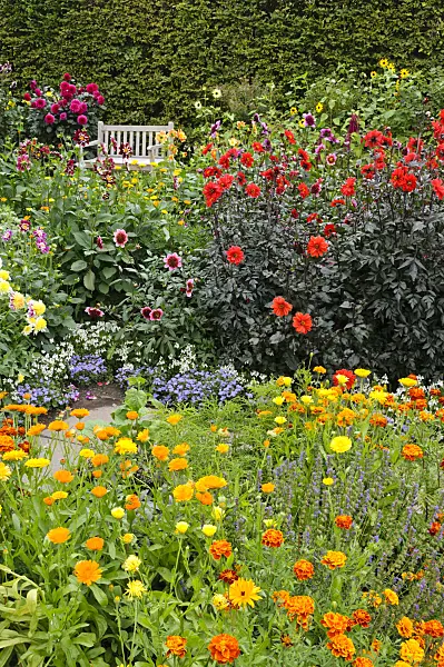 475177 - Dahlias (Dahlia), pot marigolds (Calendula officinalis) and marigolds (Tagetes)