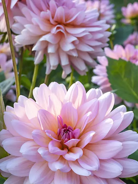 417034 - Dahlie (Dahlia)