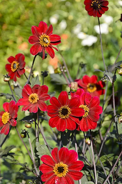 571009 - Dahlie (Dahlia Bishop of Auckland)