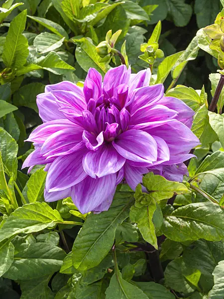 405011 - Dahlie (Dahlia Lilac Time)