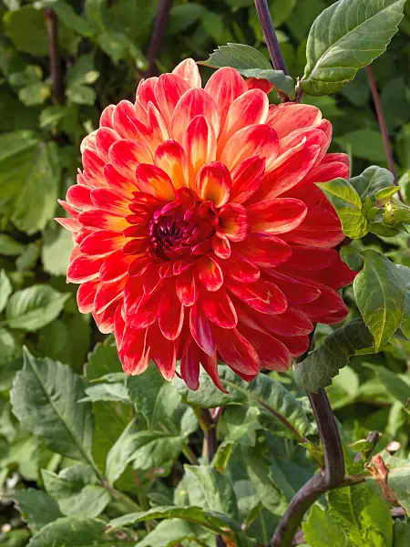 405001 - Dahlie (Dahlia Ramona)