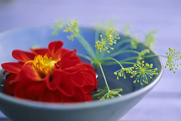 442079 - Dahlie (Dahlia) und Dill (Anethum graveolens)