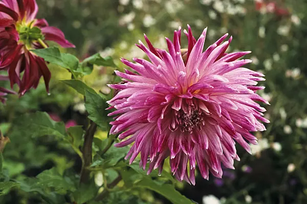 383011 - Dahlie (Dahlia Vancouver)