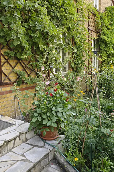 474334 - Dahlien (Dahlia) und Weinrebe (Vitis vinifera)