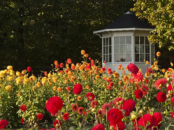 418062 - Dahliengarten, Britzer Garten, Berlin, Deutschland
