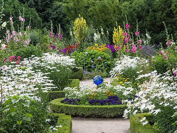 462164 - Daisies (Leucanthemum), mulleins (Verbascum), common hollyhocks (Alcea rosea) and phlox (Phlox)