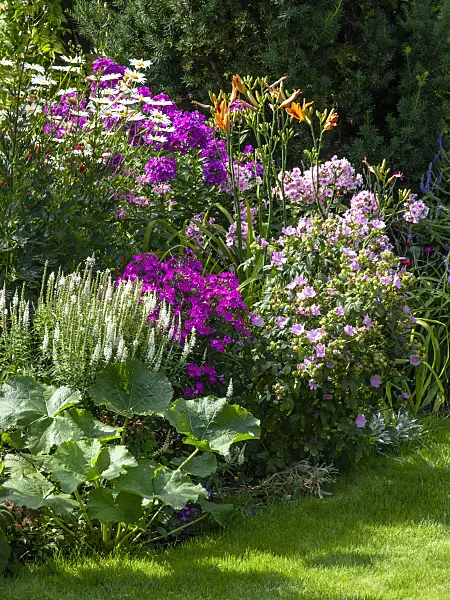 427244 - Daisies (Leucanthemum), phlox (Phlox), day lilies (Hemerocallis) and mallows (Malva)