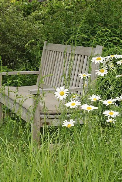 518034 - Daisies (Leucanthemum) with garden bench