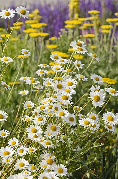 545101 - Daisy (Leucanthemum) and fernleaf yarrow (Achillea filipendulina)