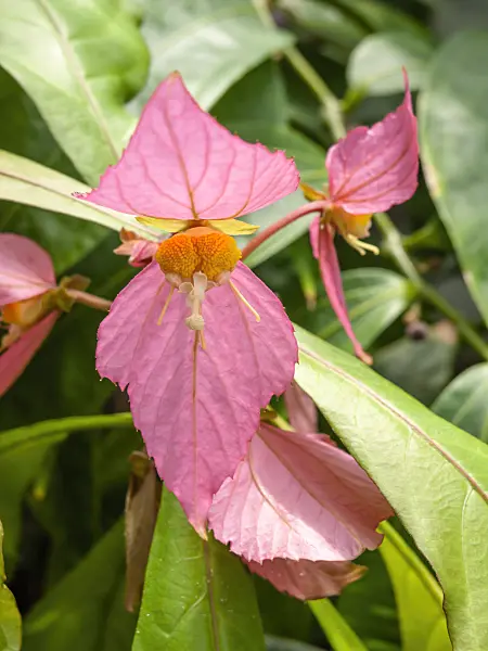 426082 - Dalechampia spathulata